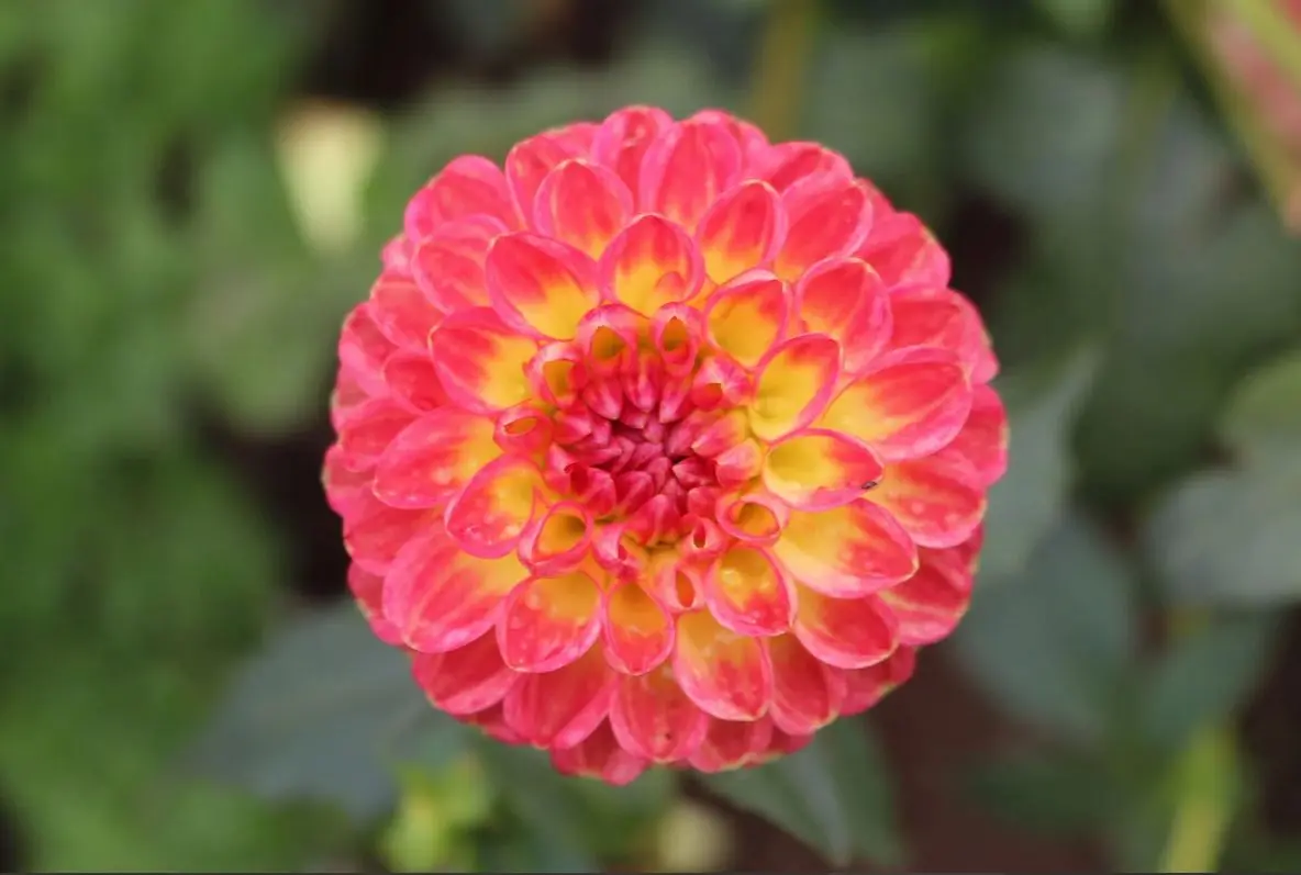 Dahlia Kenora Fireball Tubers