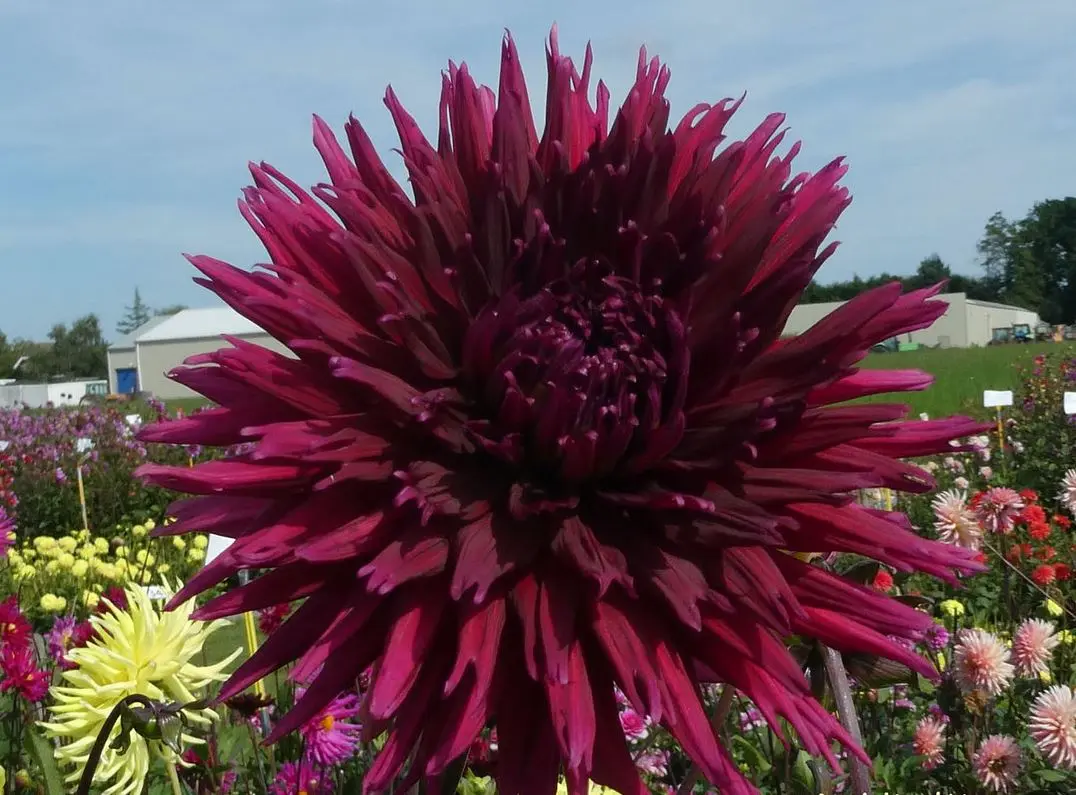 Dahlia Kenora Macob Tubers - Image 2
