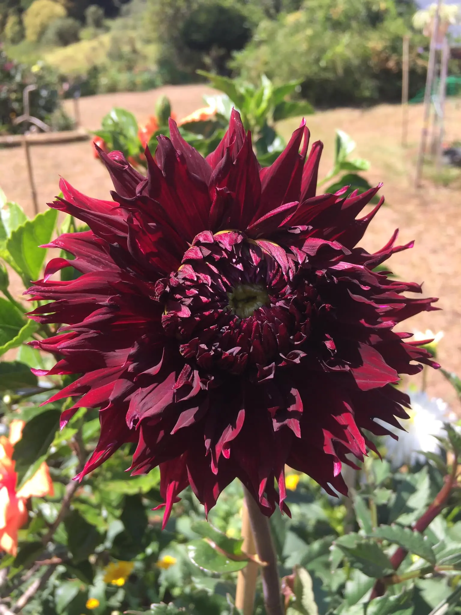 Dahlia 'Kenora Macop-B' Tubers