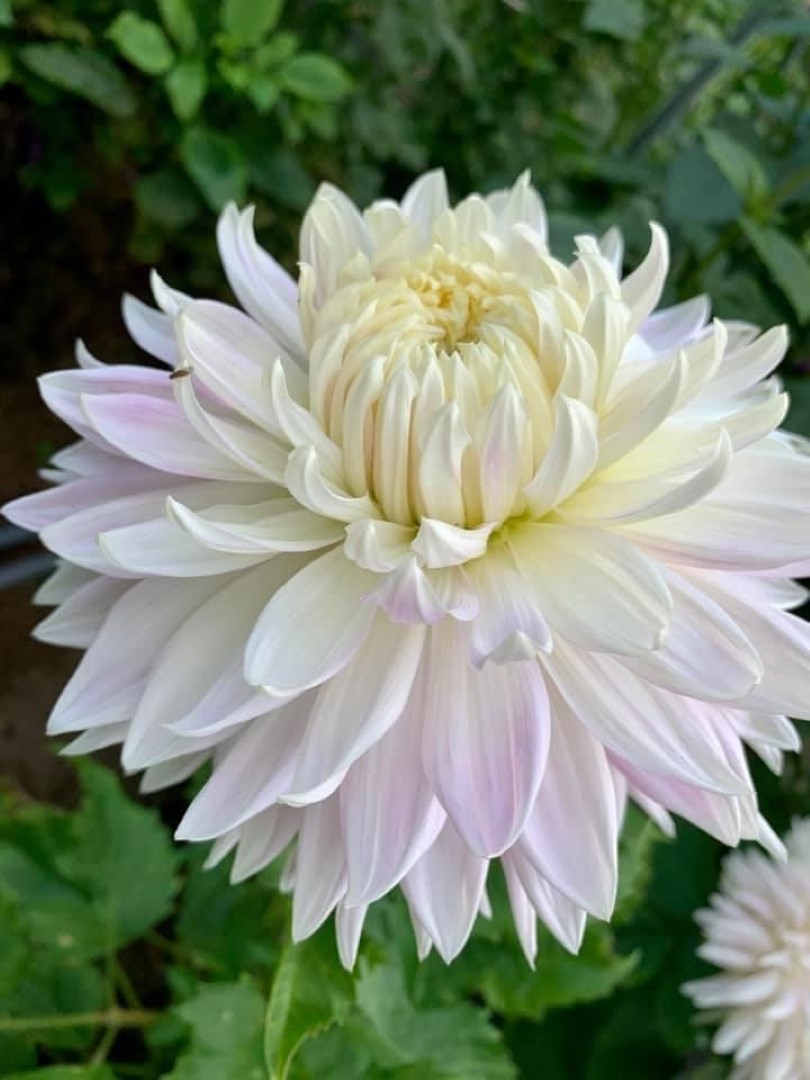 Dahlia Kiev Tubers