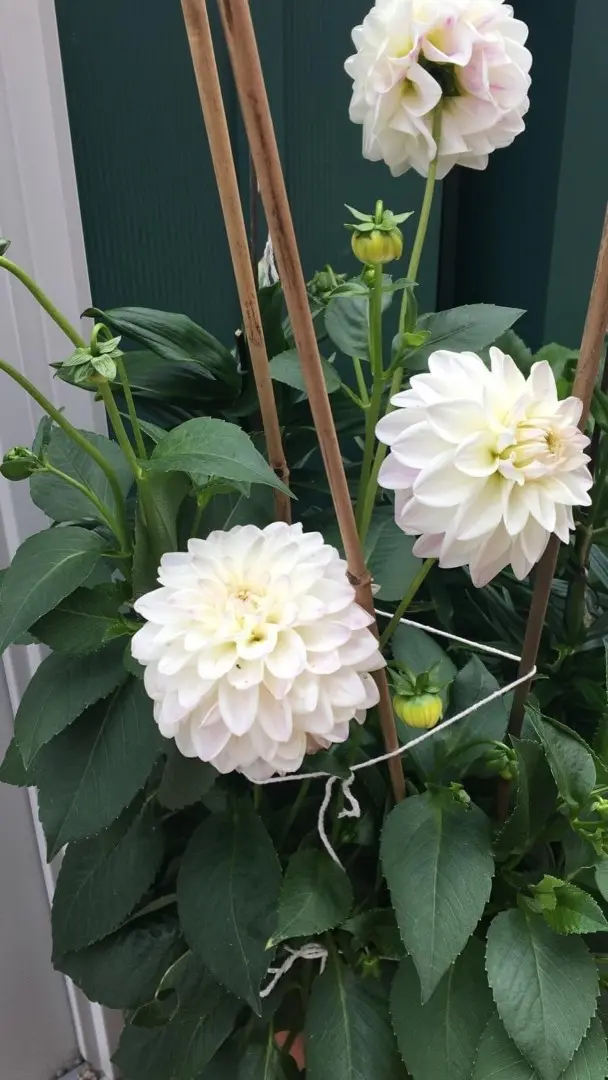 Dahlia Kiev Tubers