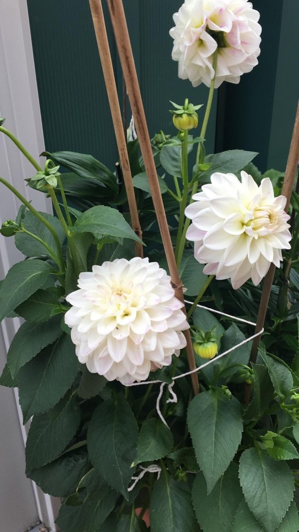 Dahlia Kiev Tubers