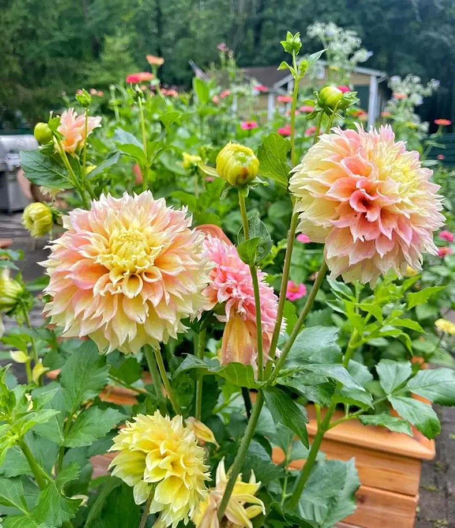 Dahlia Kogane Fubuki Tubers