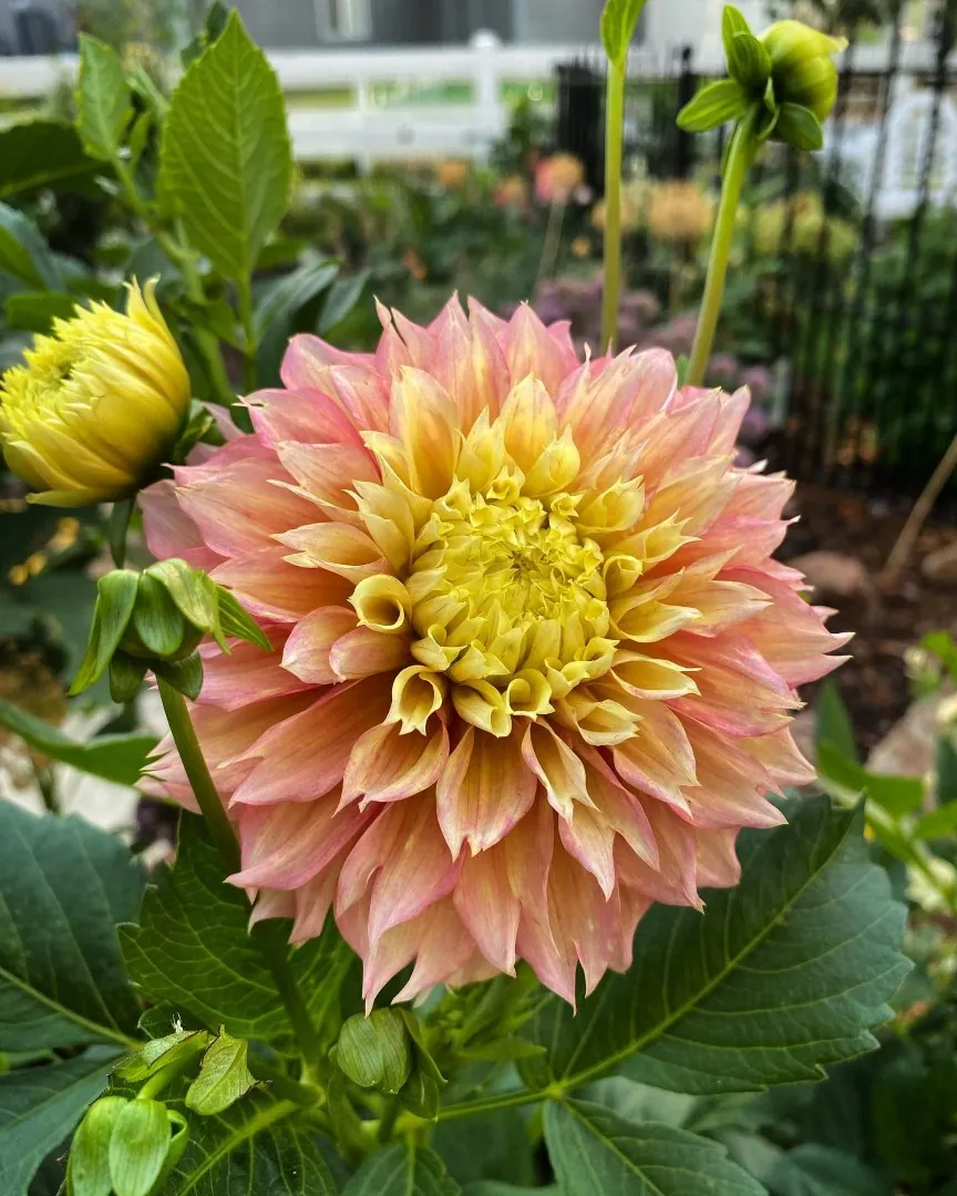 Dahlia Kogane Fubuki Tubers