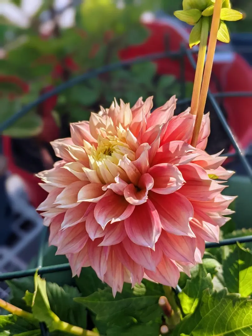 Dahlia Kogane Fubuki Tubers