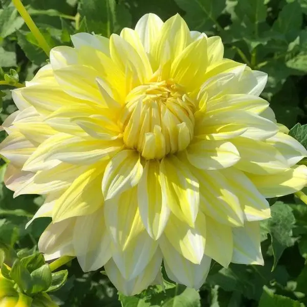 Dahlia La Luna Tubers