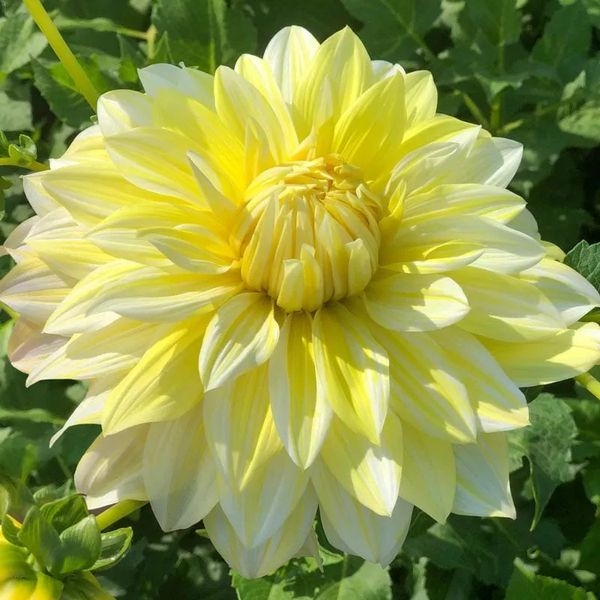 Dahlia La Luna Tubers