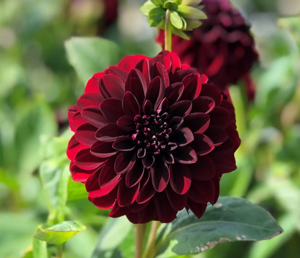 Dahlia La Recoleta Tubers