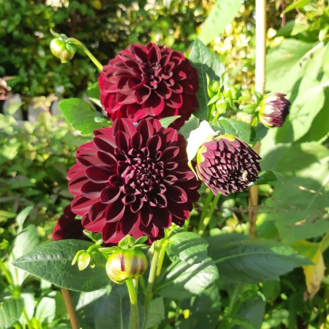 Dahlia La Recoleta Tubers