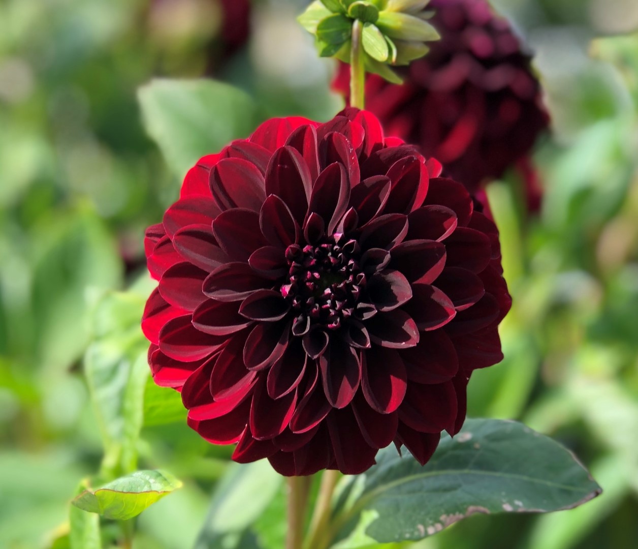 Dahlia La Recoleta Tubers