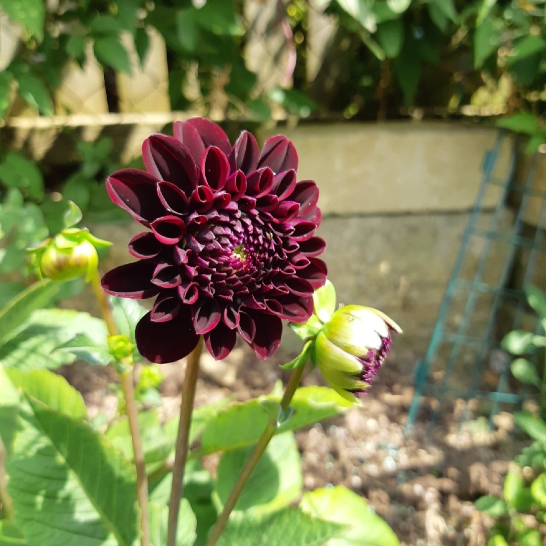 Dahlia La Recoleta Tubers