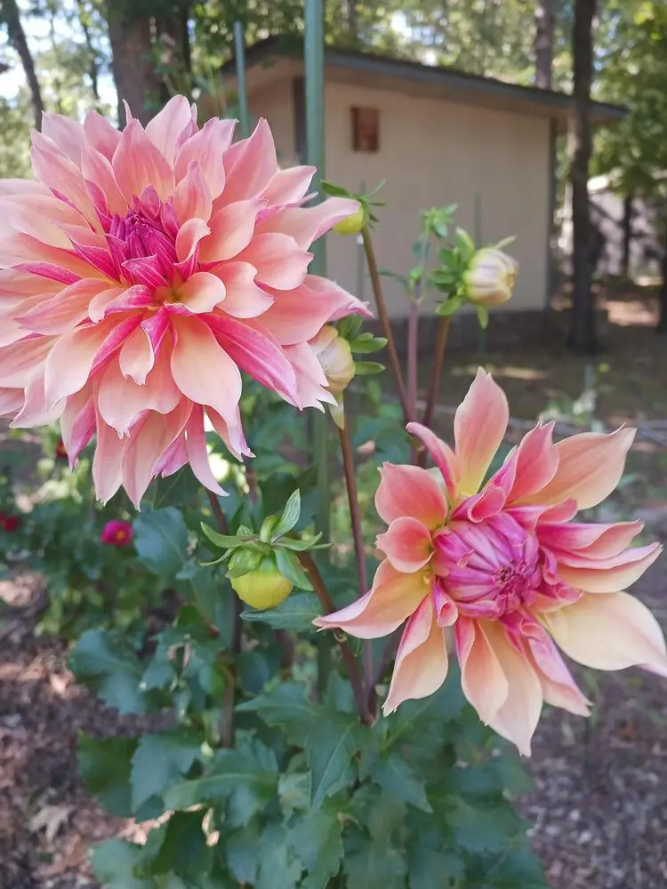 Dahlia Labyrinth Tubers