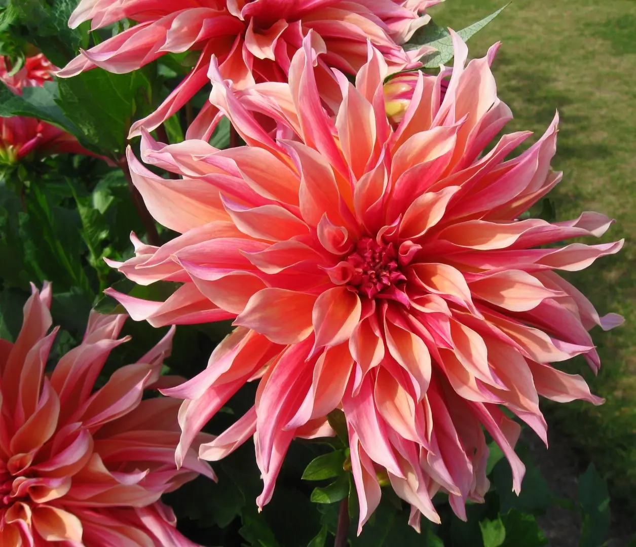 Dahlia Labyrinth Tubers