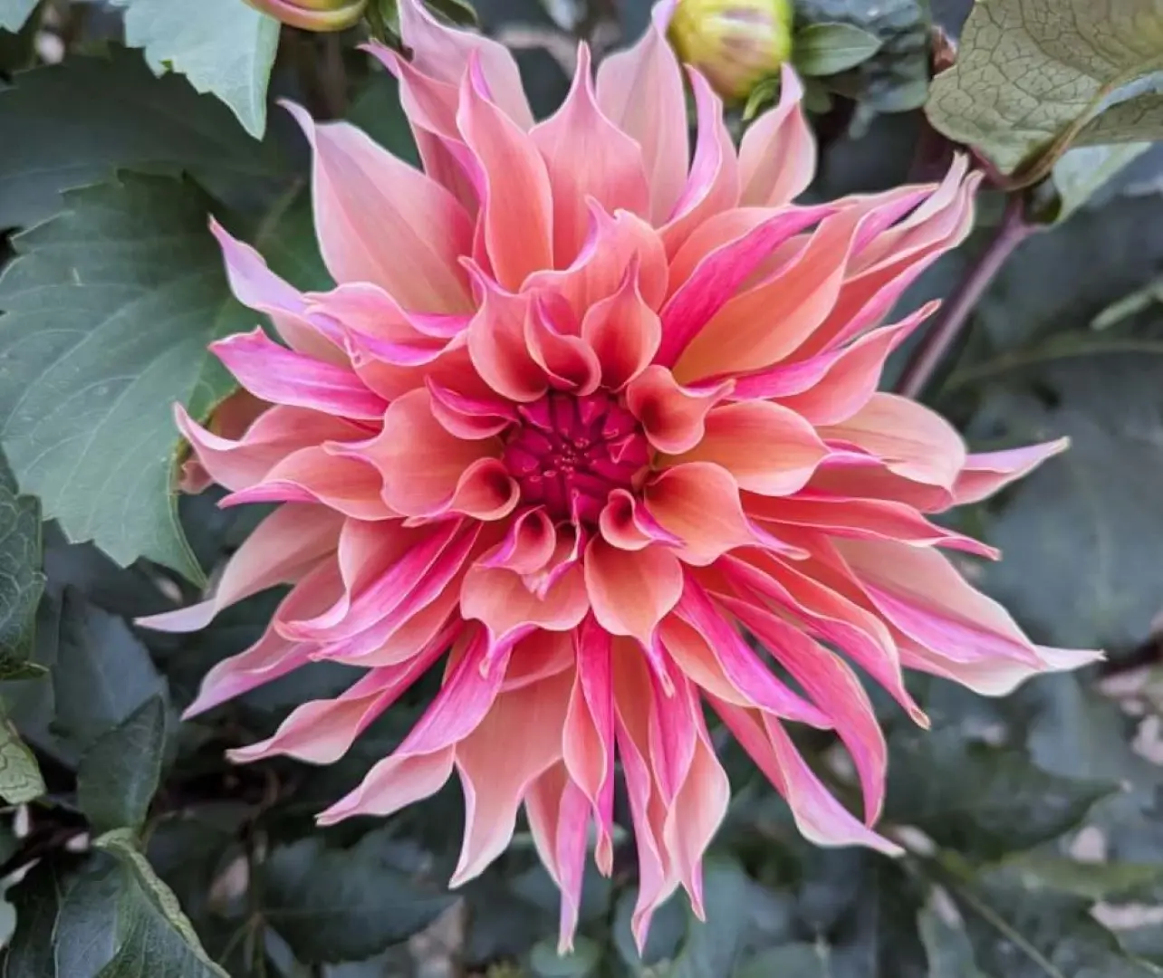 Dahlia Labyrinth Tubers