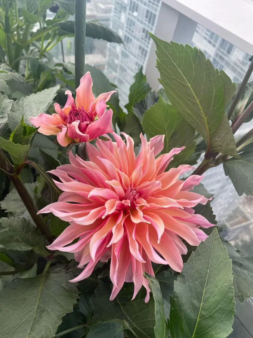 Dahlia Labyrinth Tubers