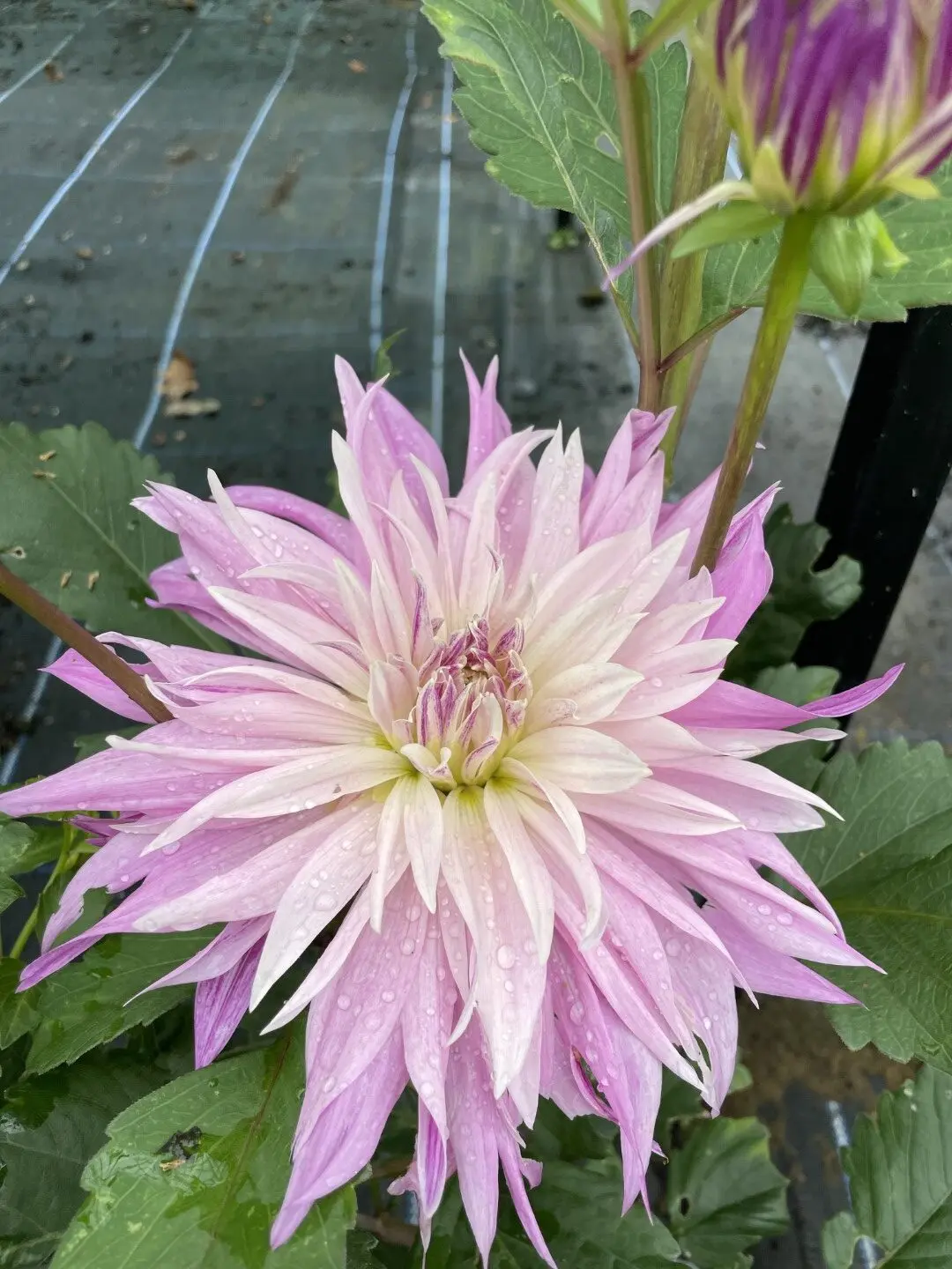Dahlia Labyrinth Two Tone Tubers
