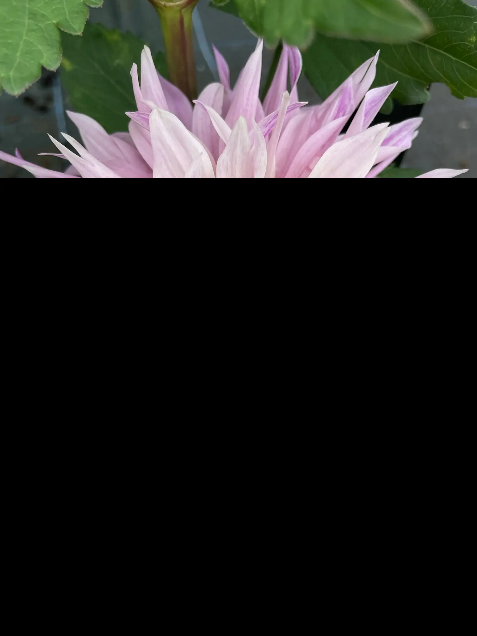 Dahlia Labyrinth Two Tone Tubers