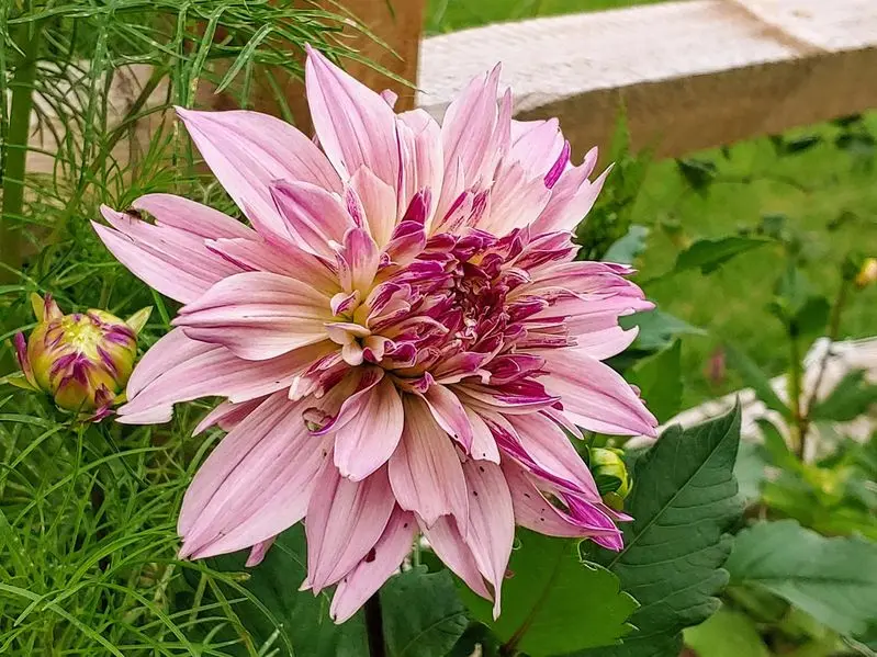 Dahlia Labyrinth Two Tone Tubers