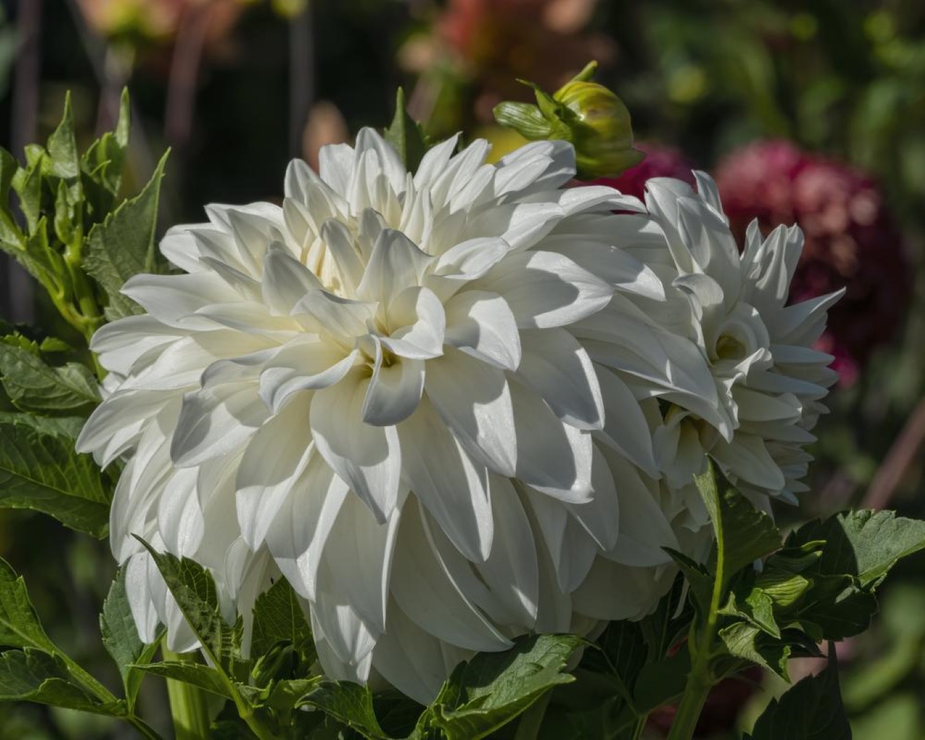 Dahlia Lady Liberty Tubers