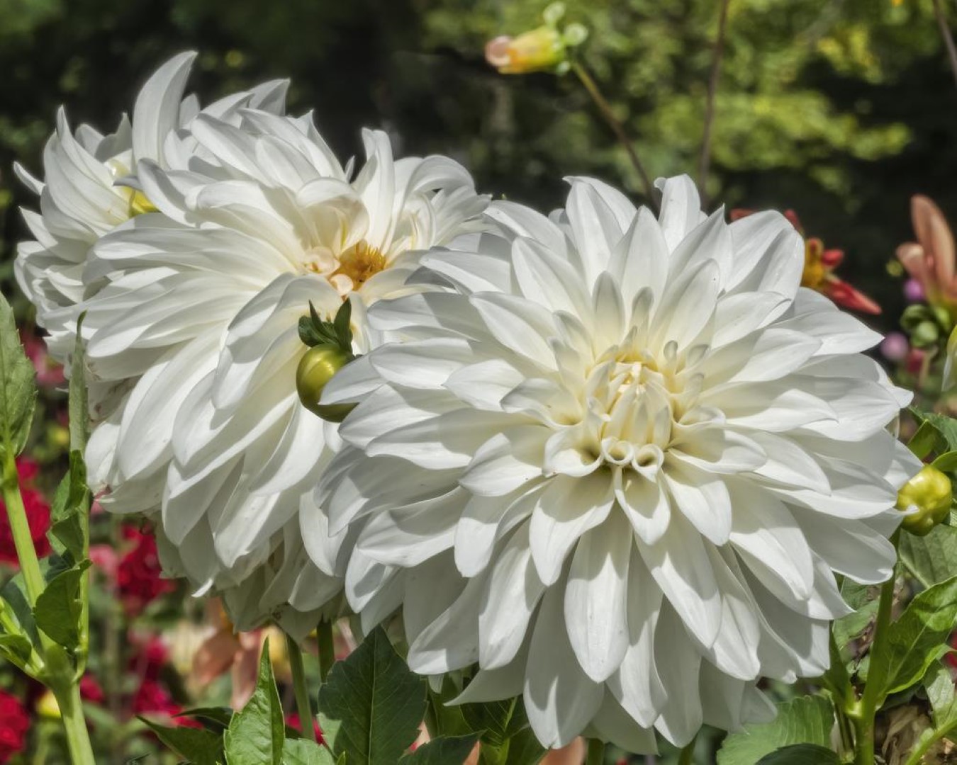 Dahlia Lady Liberty Tubers