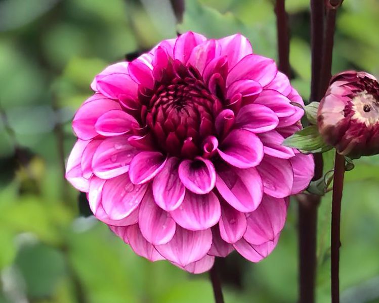 Dahlia Laughing Lizzy / Lizza Tubers