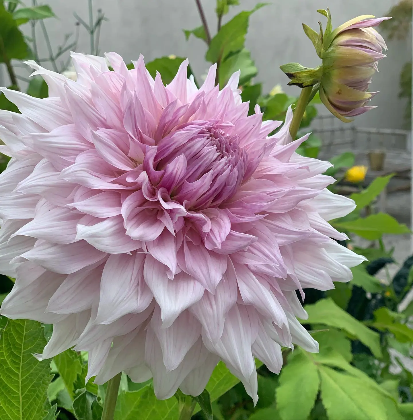 Dahlia Lavender Perfection Tubers