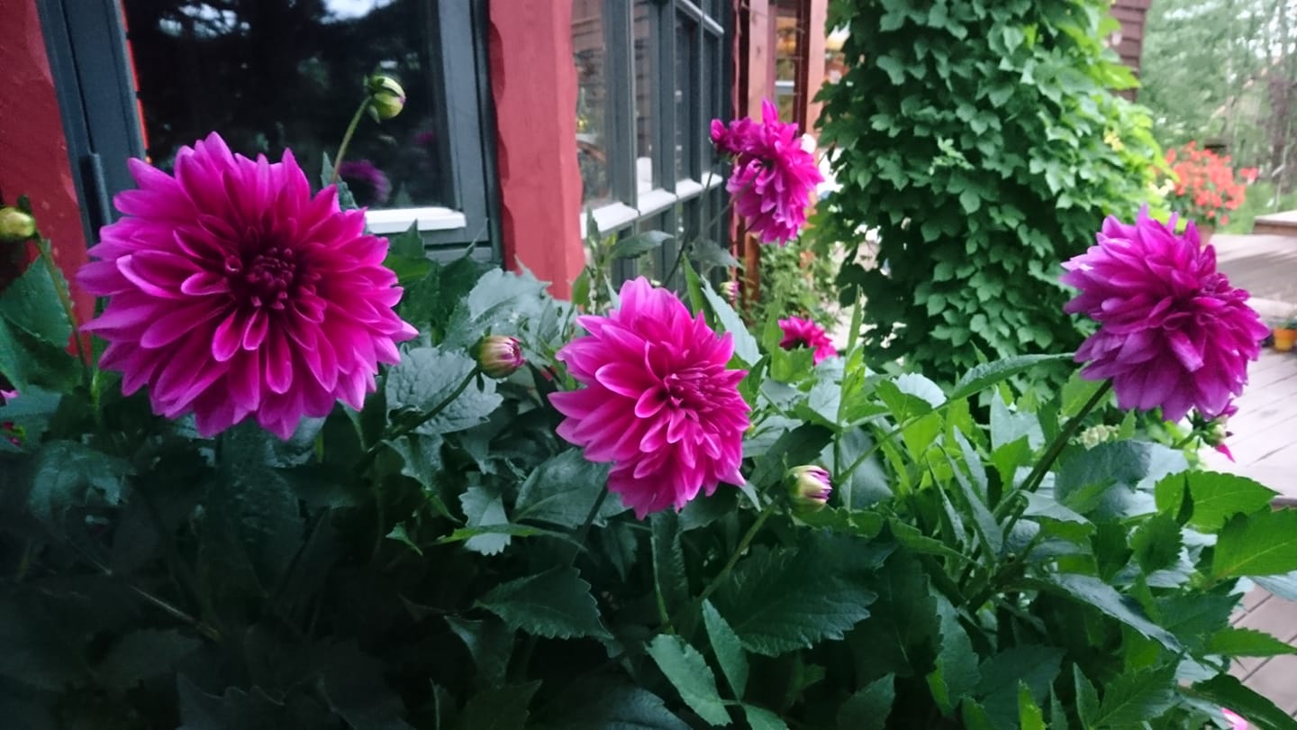 Dahlia Le Baron Tubers
