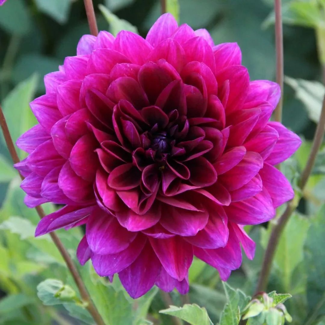 Dahlia Le Baron Tubers