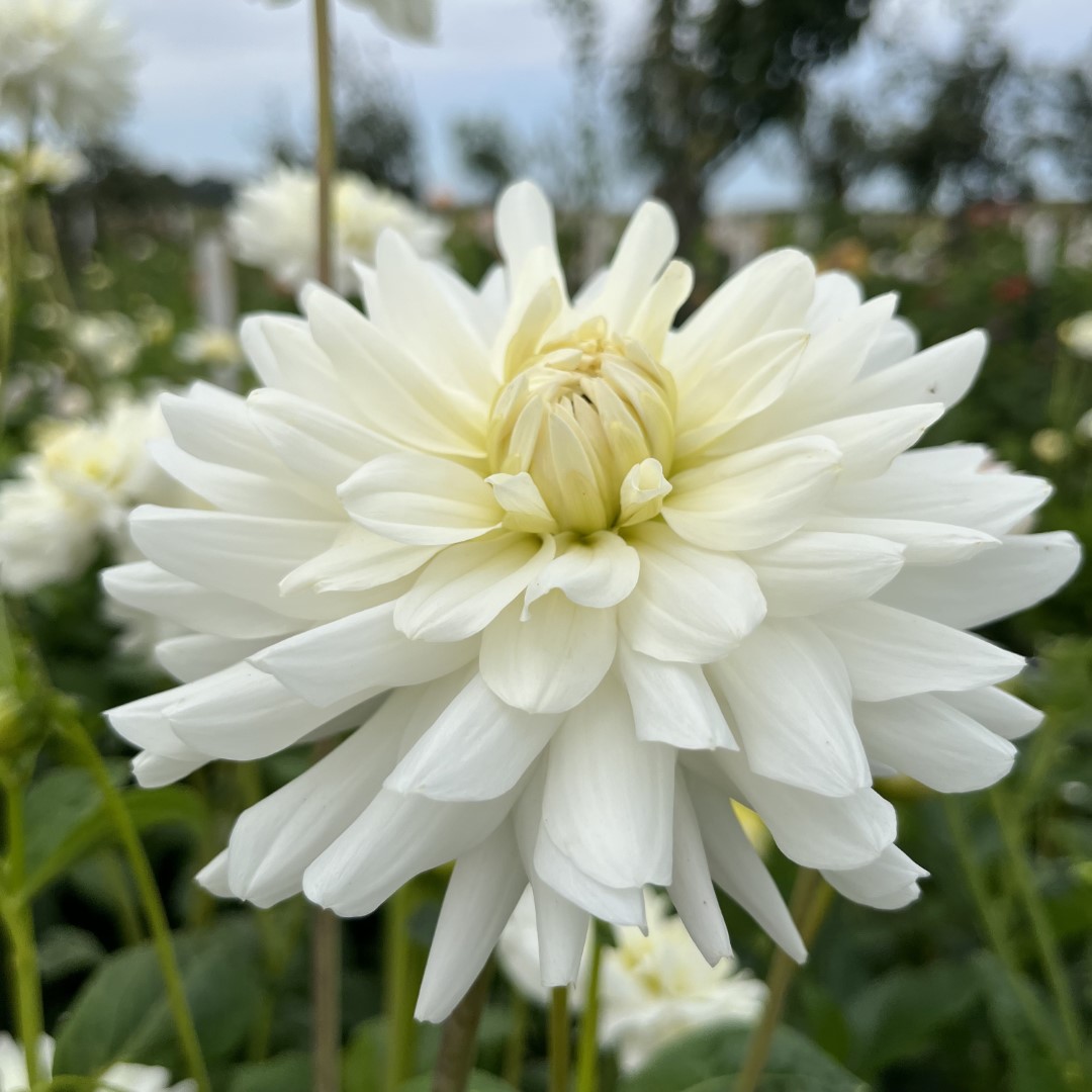 Dahlia Le Castel Tubers
