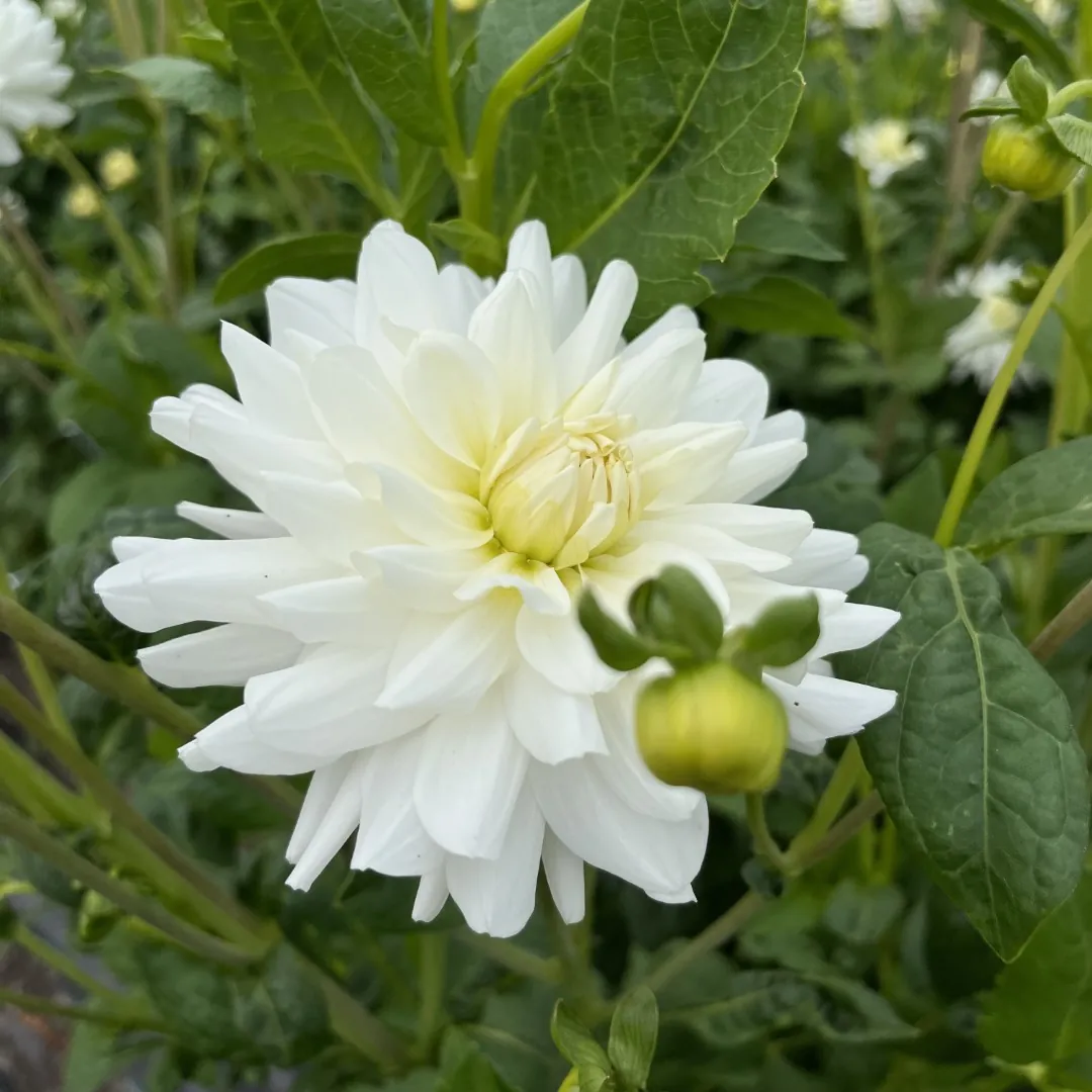 Dahlia Le Castel Tubers