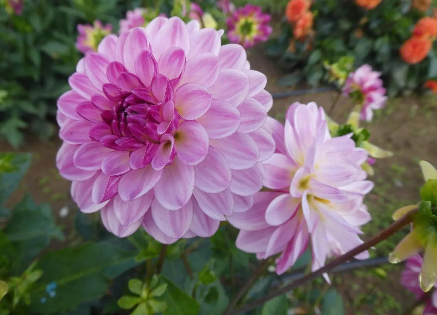 Dahlia Lenny’s Dream Tubers