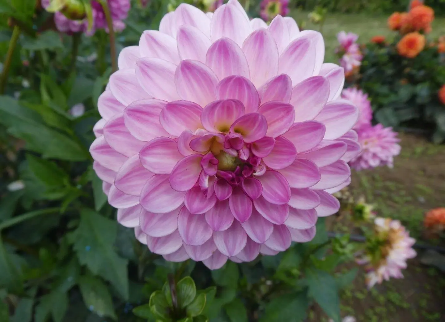 Dahlia Lenny’s Dream Tubers