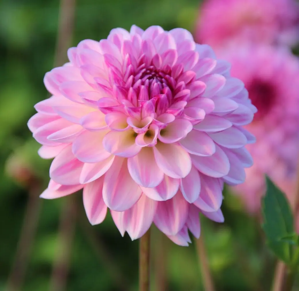 Dahlia Lenny's Dream Tubers