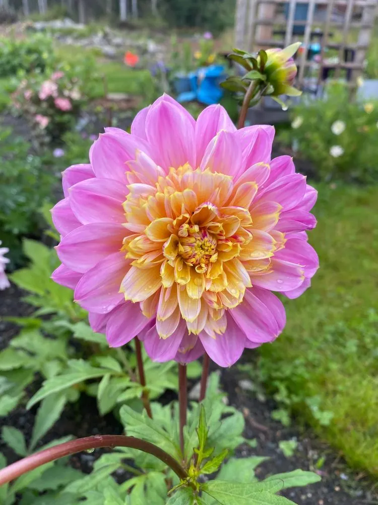 Dahlia Lifestyle Tubers