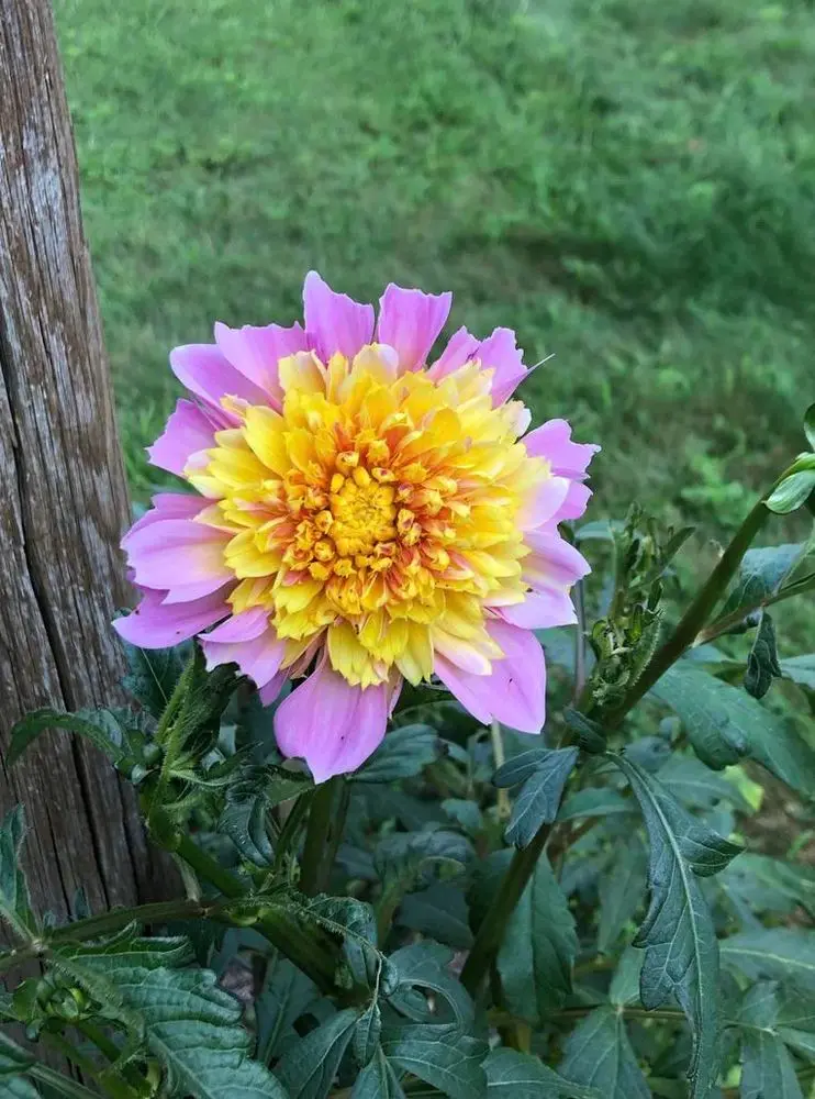 Dahlia Lifestyle Tubers