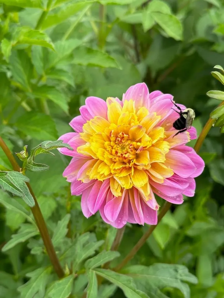 Dahlia Lifestyle Tubers