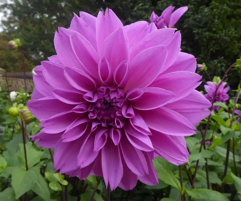 Dahlia Lilac Time Tubers