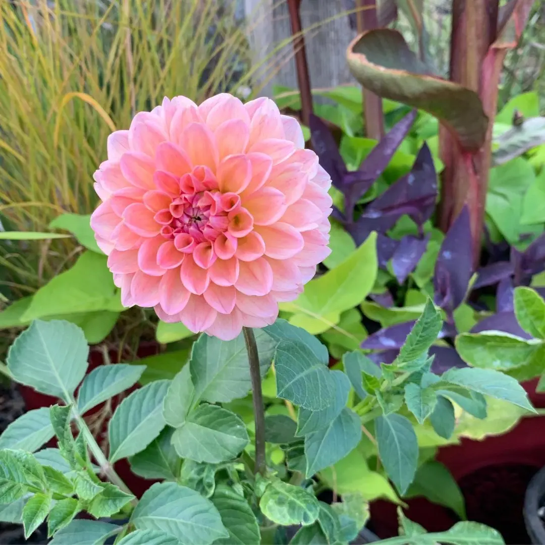 Dahlia Linda's Baby Tubers
