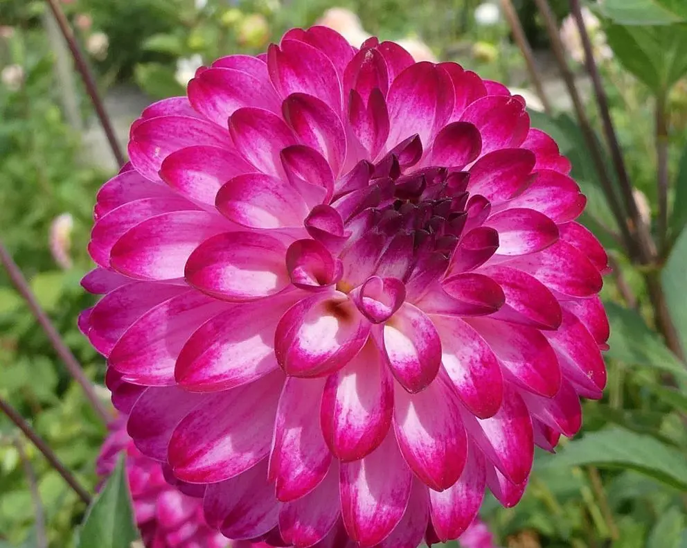 Dahlia Little Robert Tubers