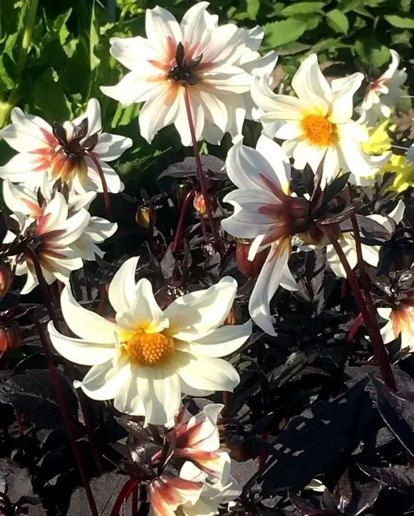Dahlia Little Swan Tubers