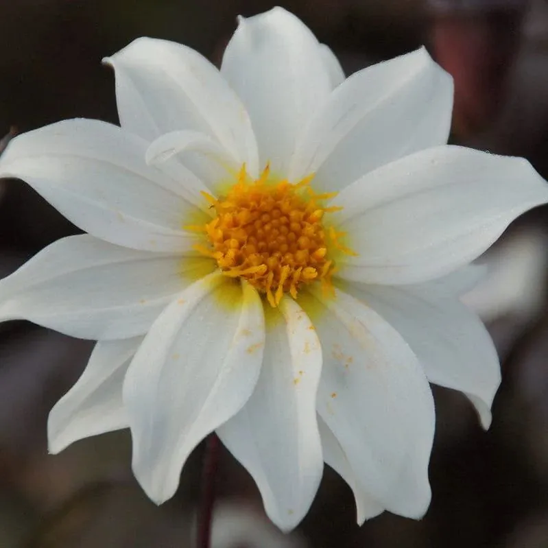 Dahlia Little Swan Tubers