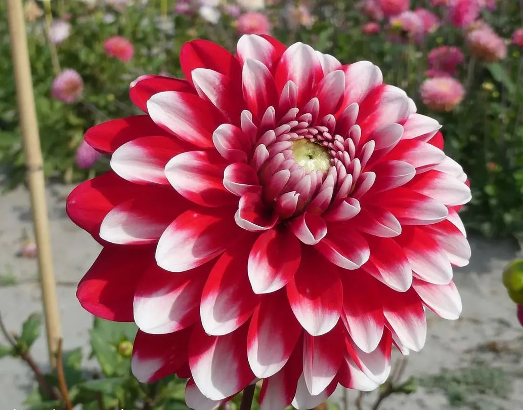 Dahlia Little Tiger Tubers