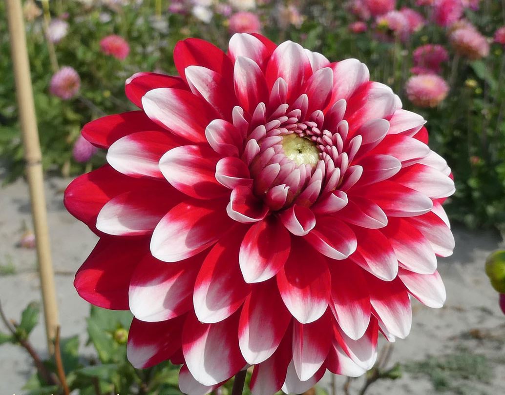 Dahlia Little Tiger Tubers