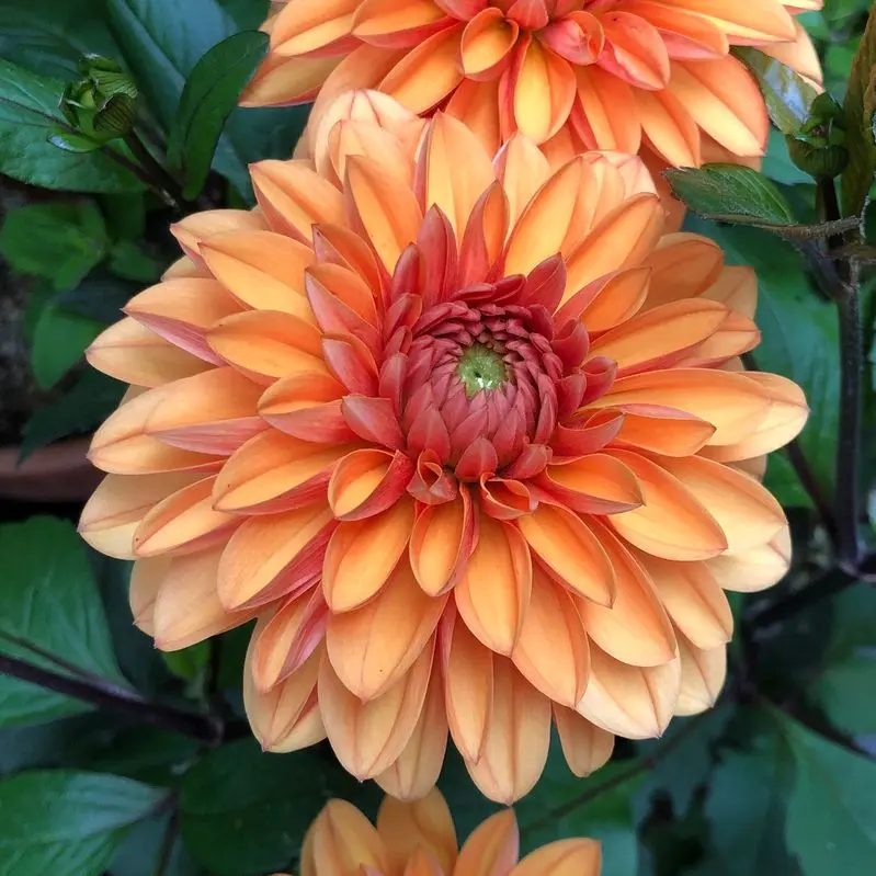 Dahlia Love of My Life Tubers - Image 3