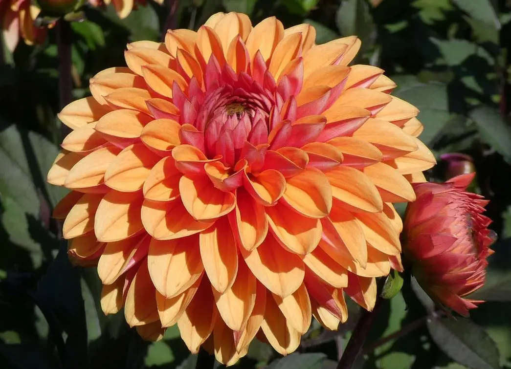 Dahlia Love of My Life Tubers
