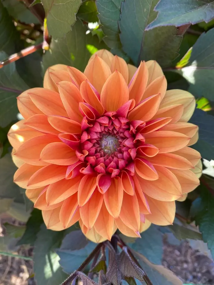 Dahlia Love of My Life Tubers
