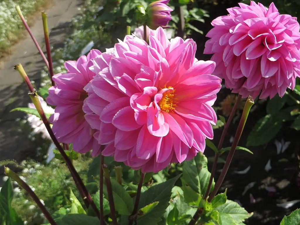 Dahlia Lucky Number Tubers - Image 2