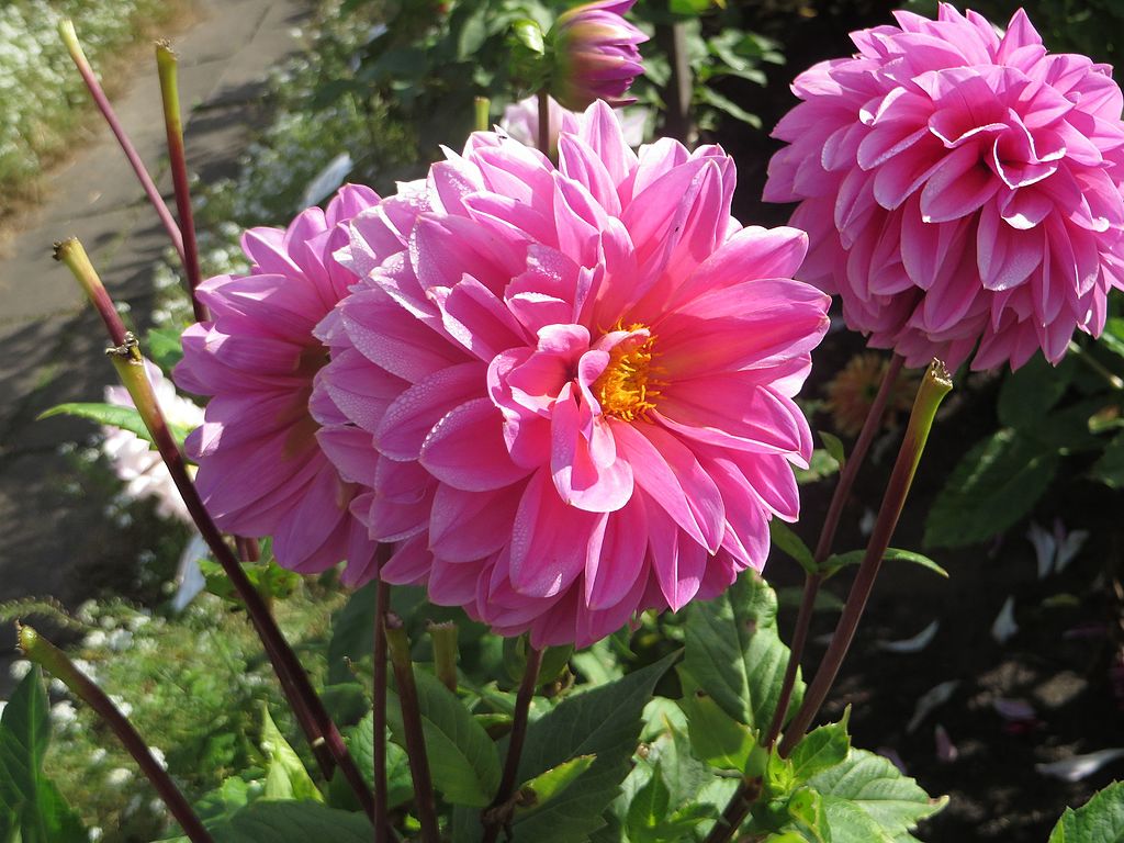 Dahlia Lucky Number Tubers - Image 2