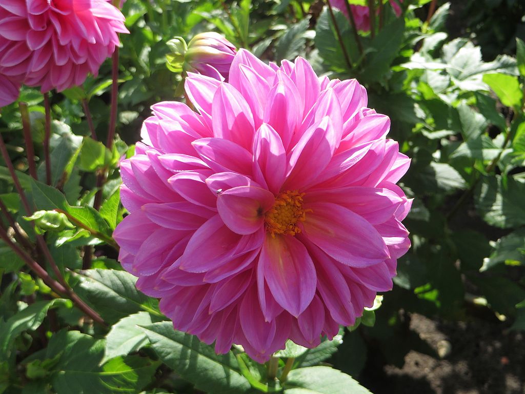 Dahlia Lucky Number Tubers