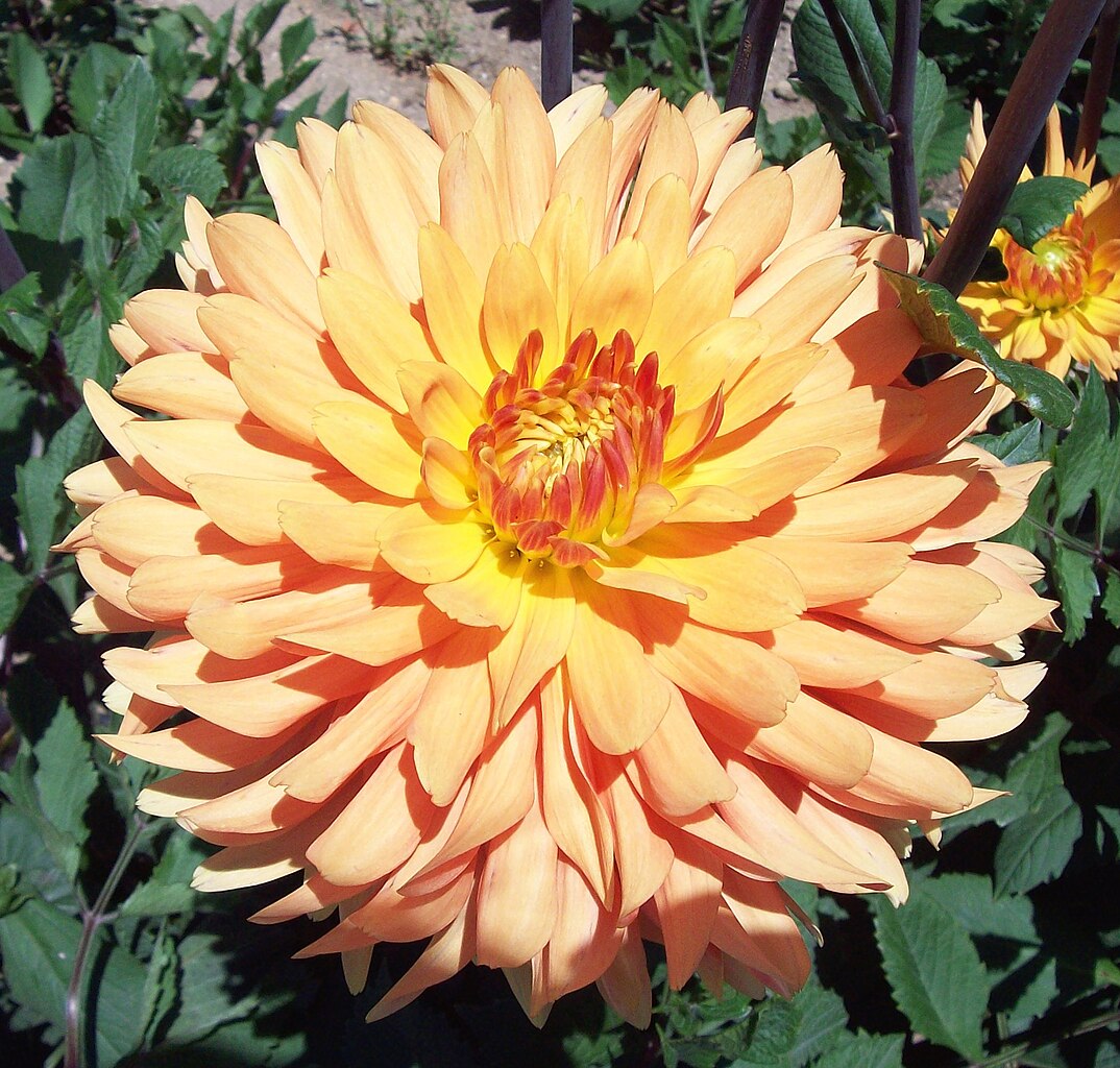 Dahlia Ludwig Helfert Tubers